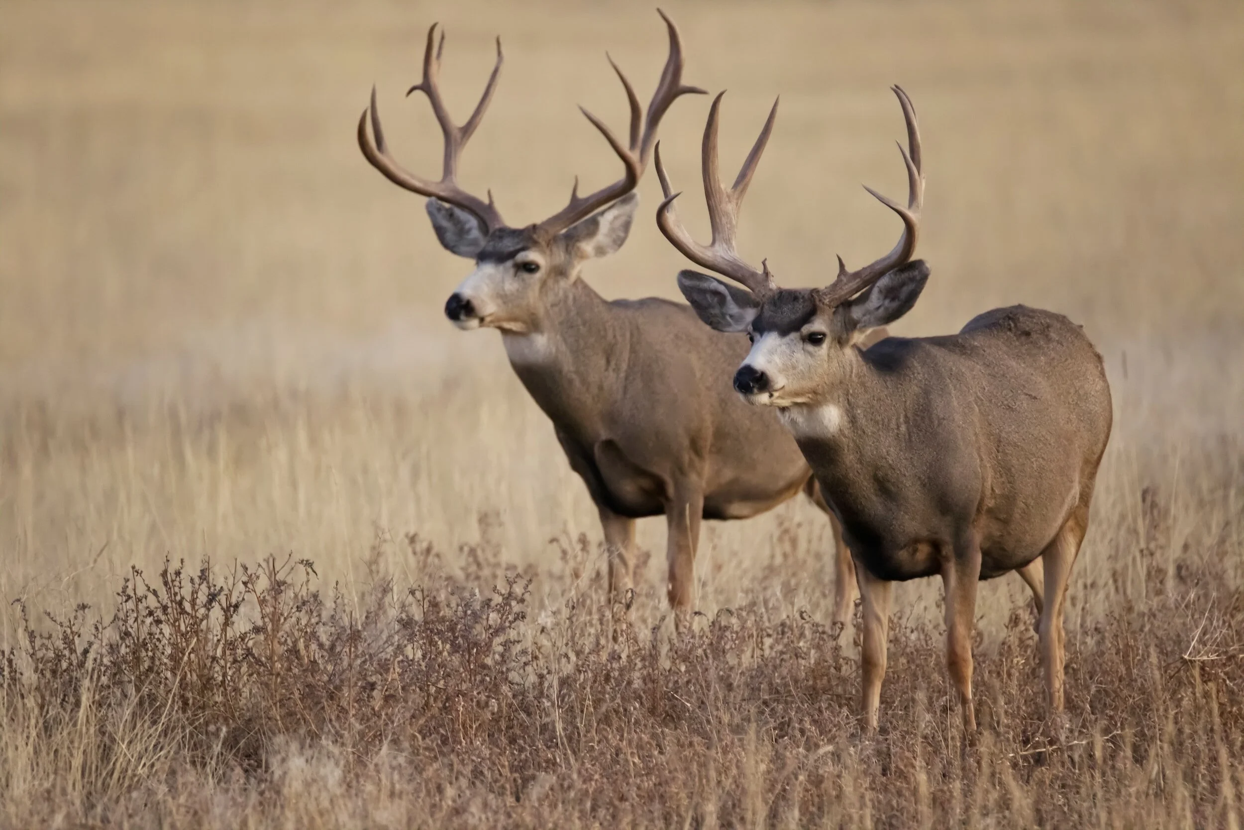 two male deer in field